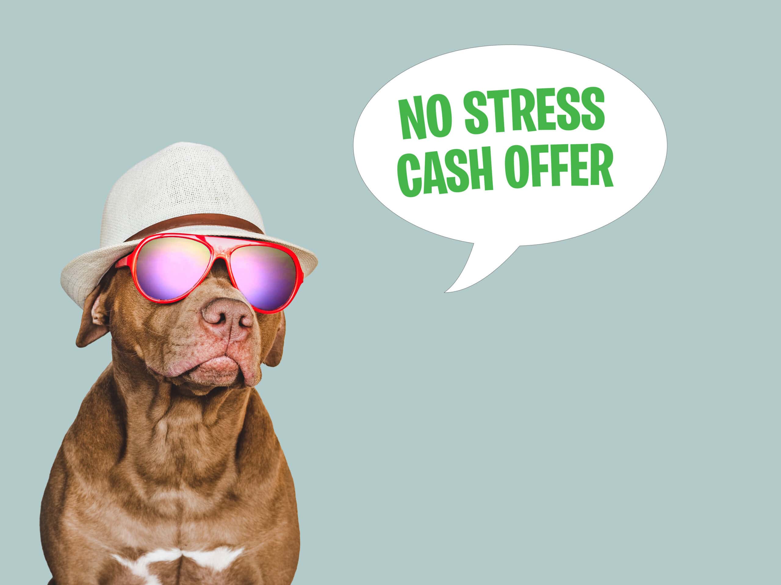 cool-dog-loves-sell-house-cash